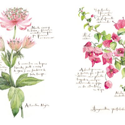 La Paisajista - Botanical book - Spain