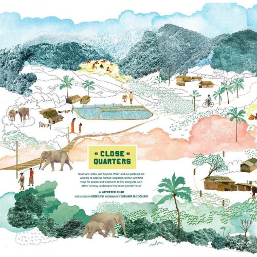 インドのアッサムティーの茶畑