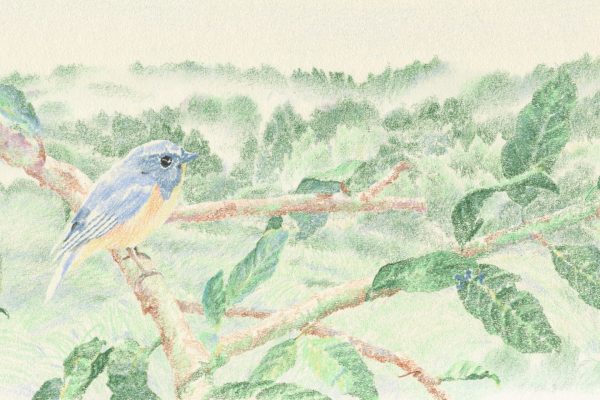色鉛筆　鳥　森